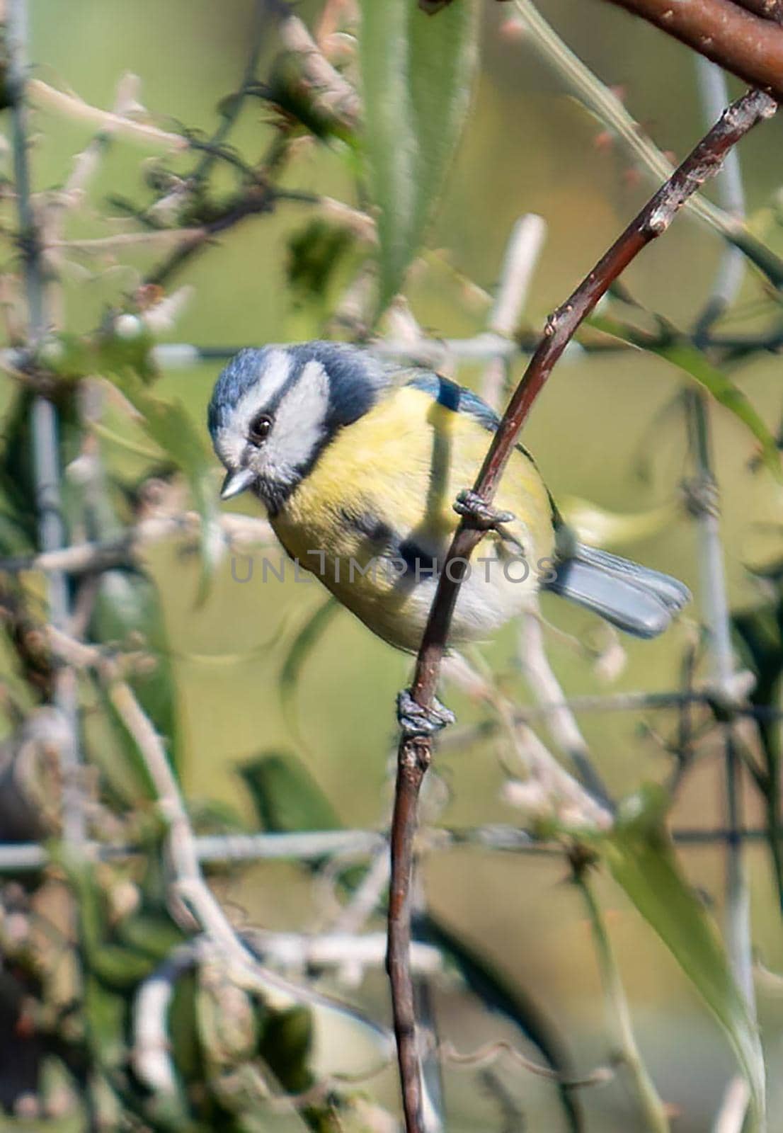 bird blue tit perched on a branch in search of food