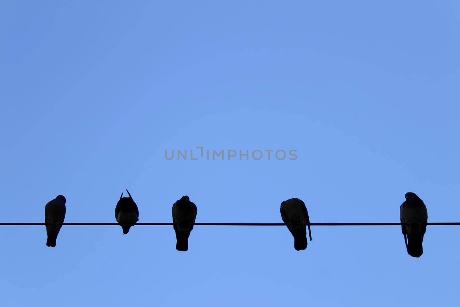 Row of Birds on power line by soniabonet