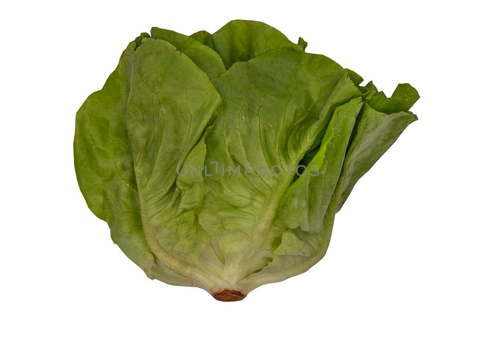 Organic hydroponic Butterhead Lettuce isolated on white background with clipping path. Selective focus.