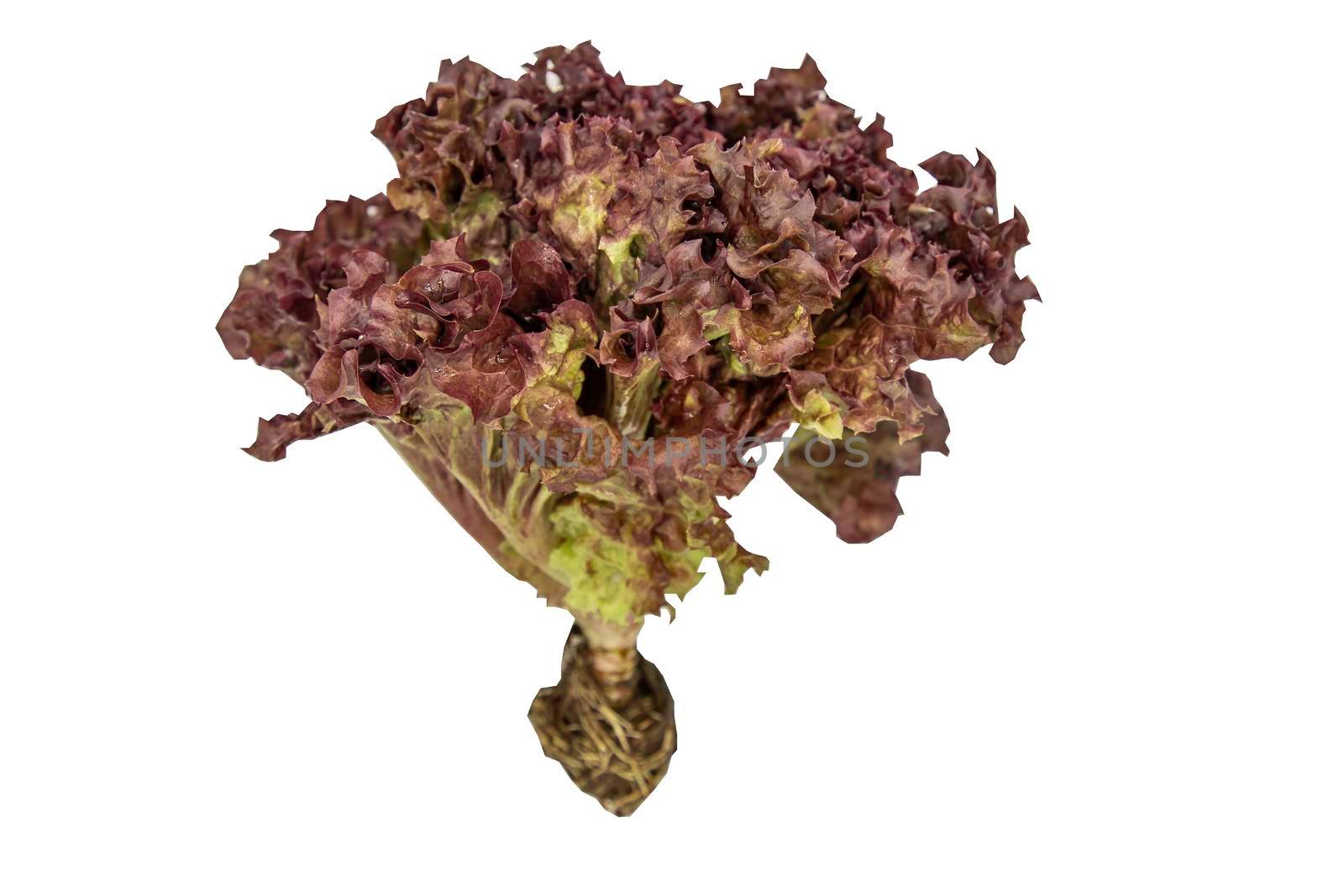 Organic hydroponic Red Coral Lettuce isolated on white background with clipping path. Selective focus.