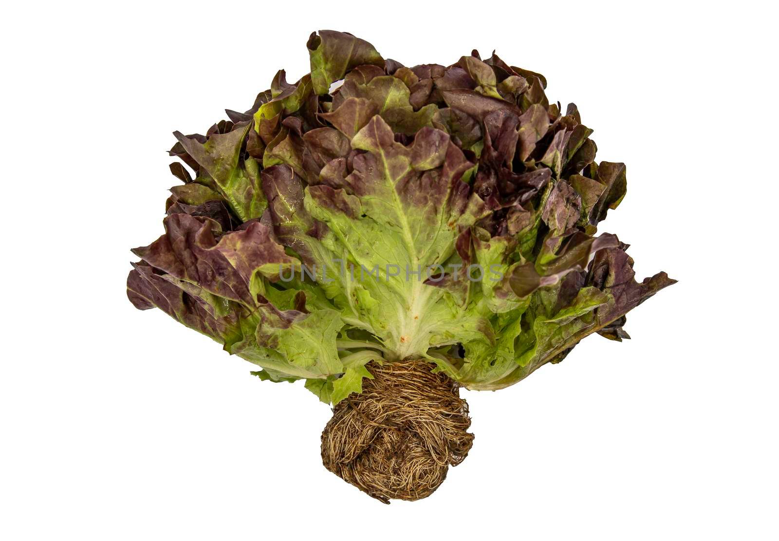 Organic hydroponic Oak Leaf Lettuce isolated on white background with clipping path. Selective focus.