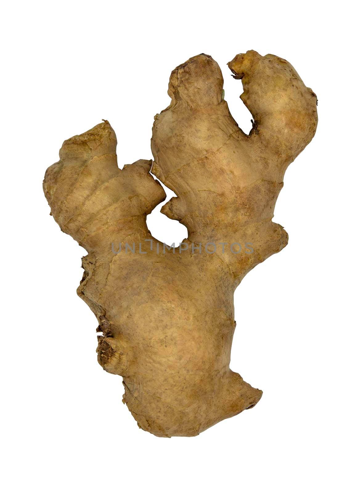 Fresh ginger rhizome isolated on white background with clipping path. Selective focus.