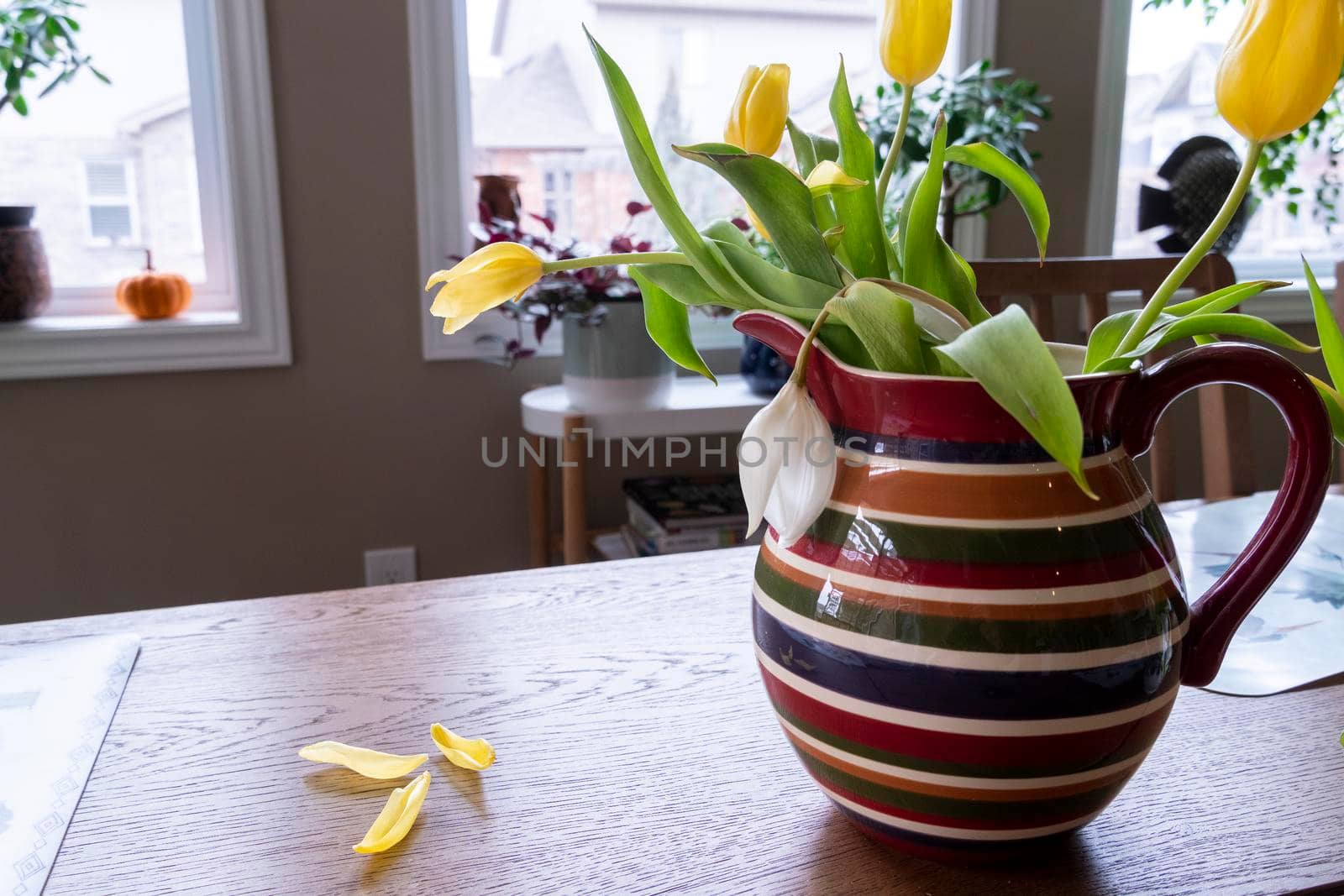 The yellow petals of the first spring tulips fall on the dining table