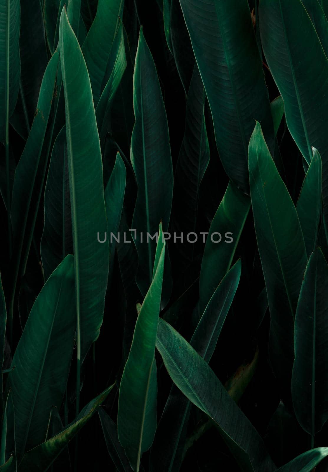 Tropical leaf, large foliage, abstract green texture, nature background. by thanumporn