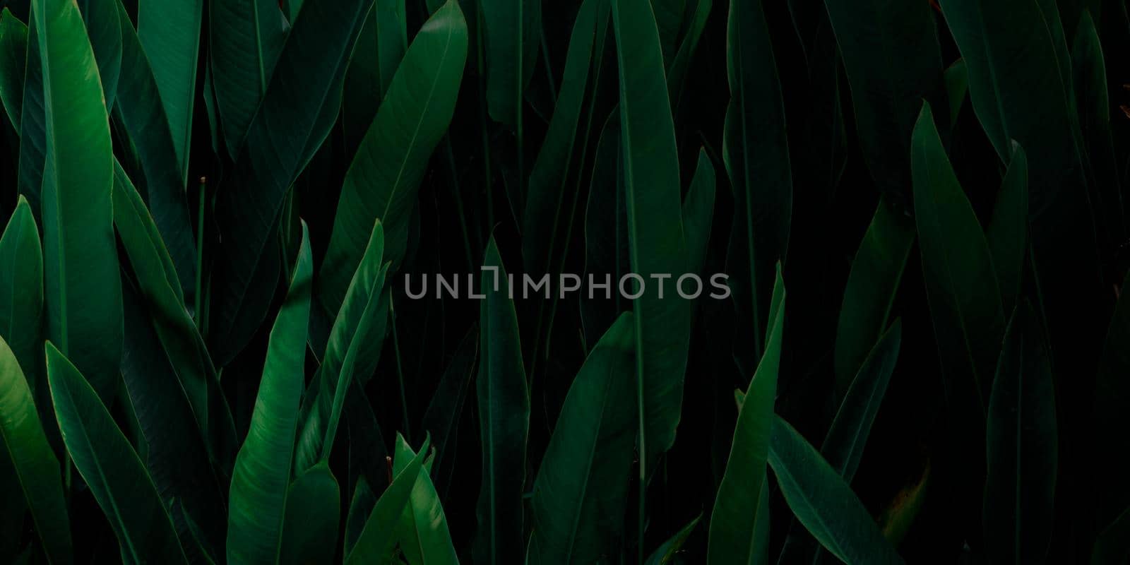 Tropical leaf, large foliage, abstract green texture, nature background. by thanumporn