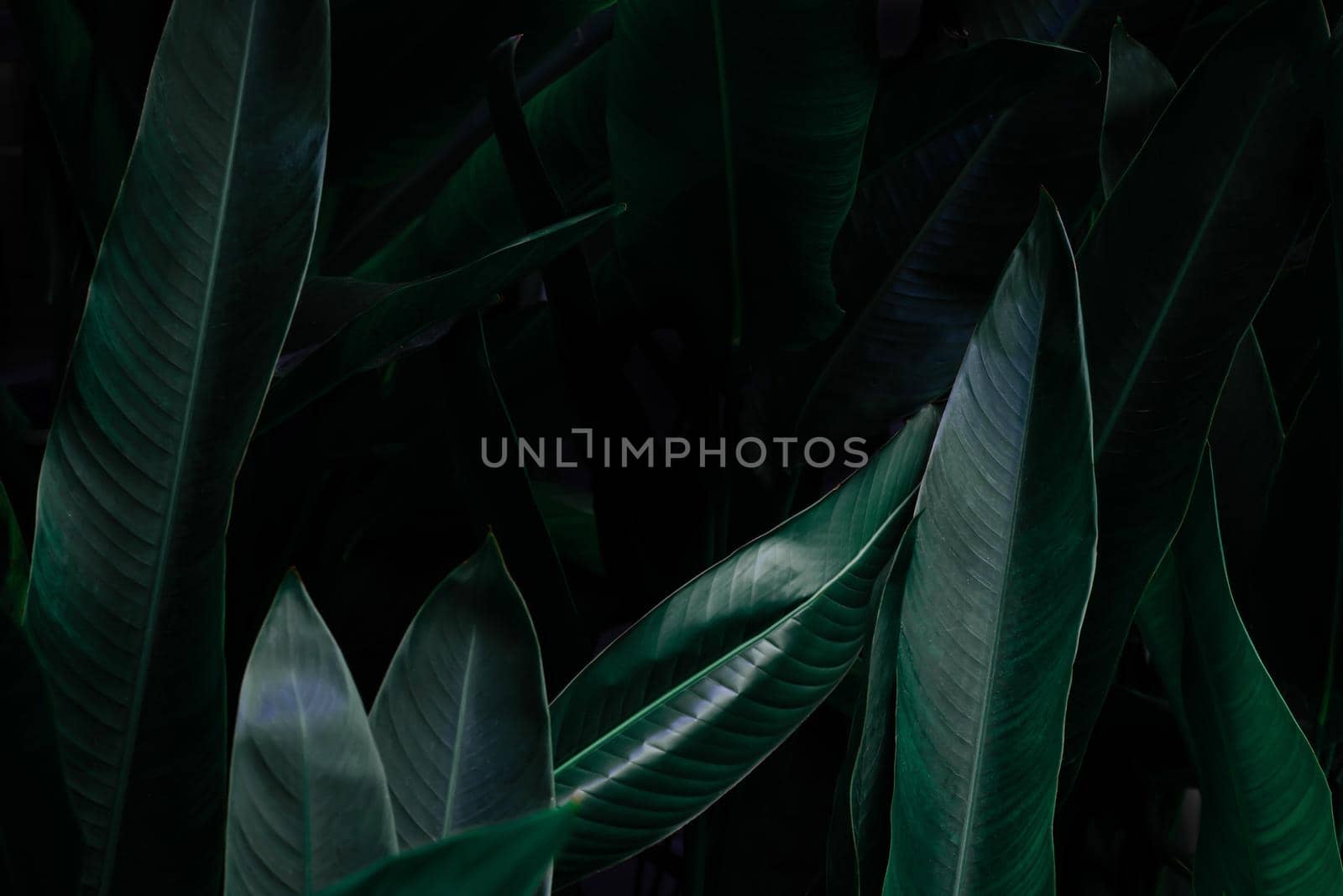Tropical leaf, large foliage, abstract green texture, nature background.