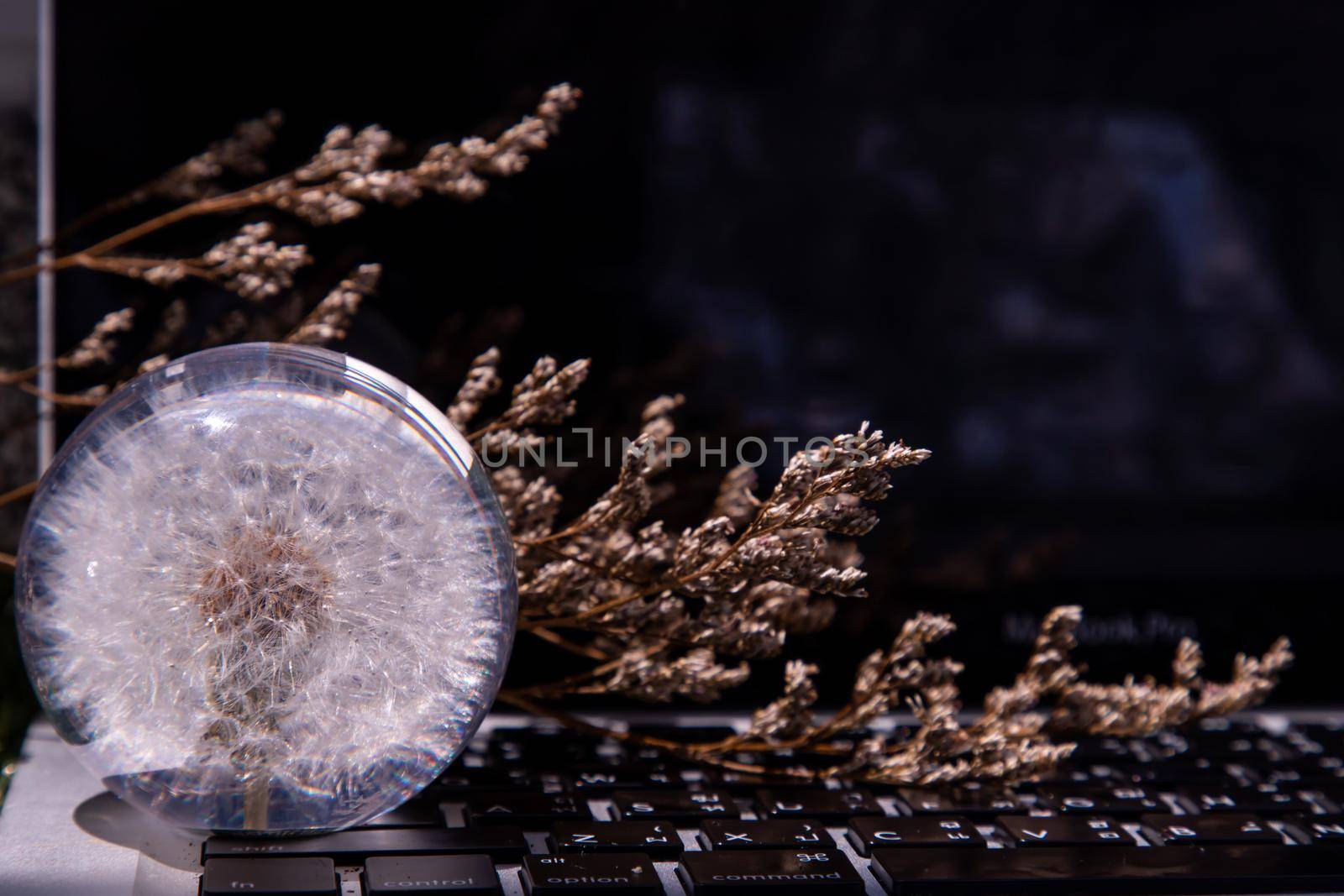 Crepis foetida flower in Glass paperweight on laptop keyboard. Concept for Integration between Technology and Nature. Selective focus.