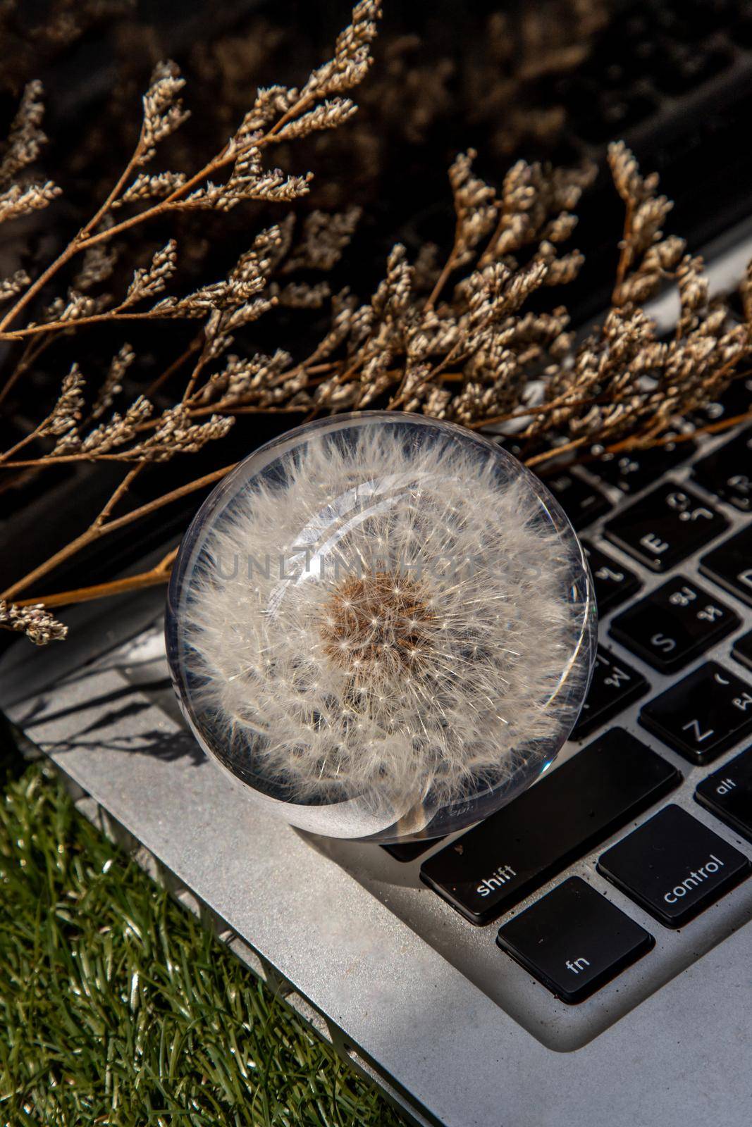 Crepis foetida flower in Glass paperweight on laptop keyboard. Concept for Integration between Technology and Nature. Selective focus.