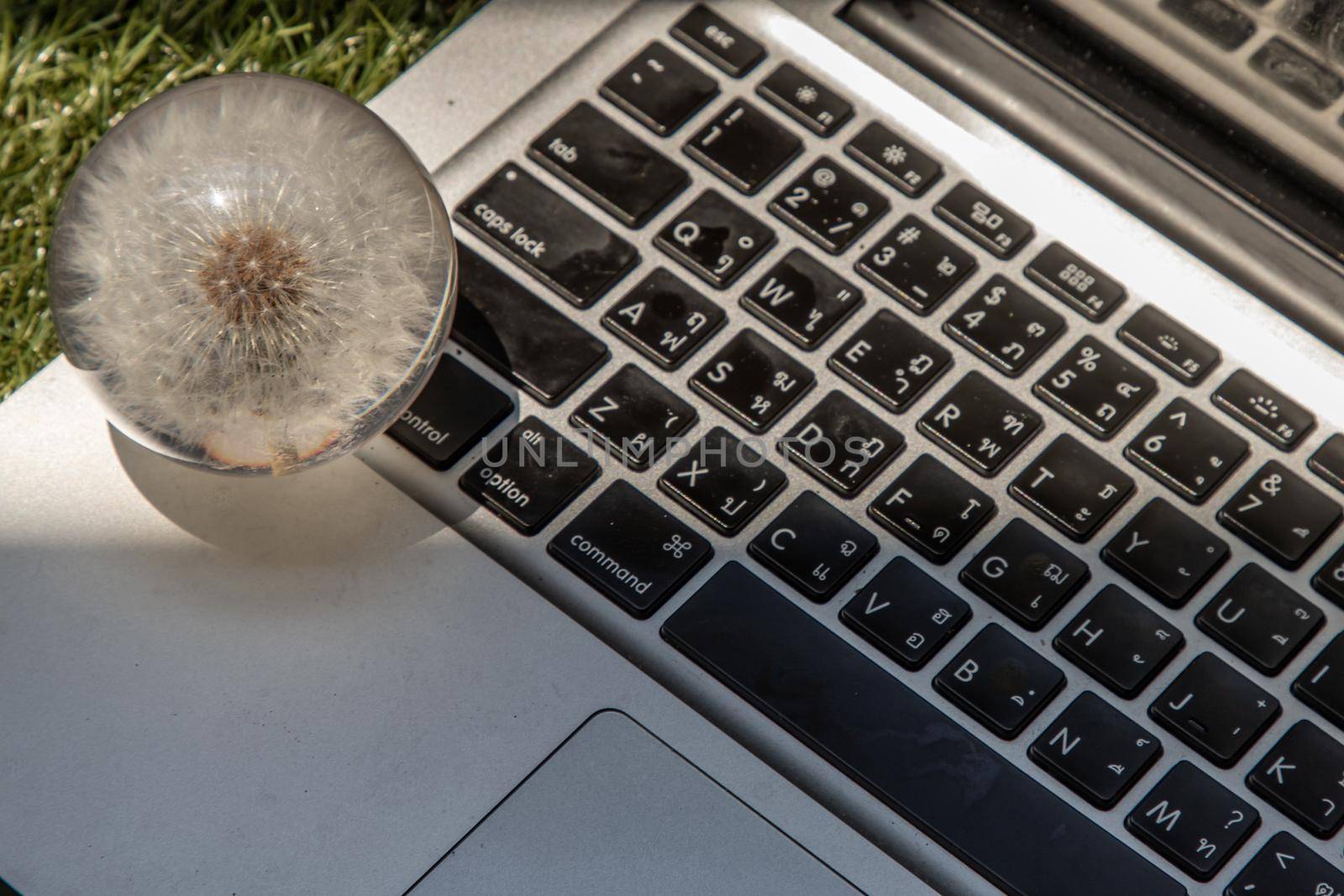 Crepis foetida flower in Glass paperweight on laptop keyboard. Concept for Integration between Technology and Nature. Selective focus.