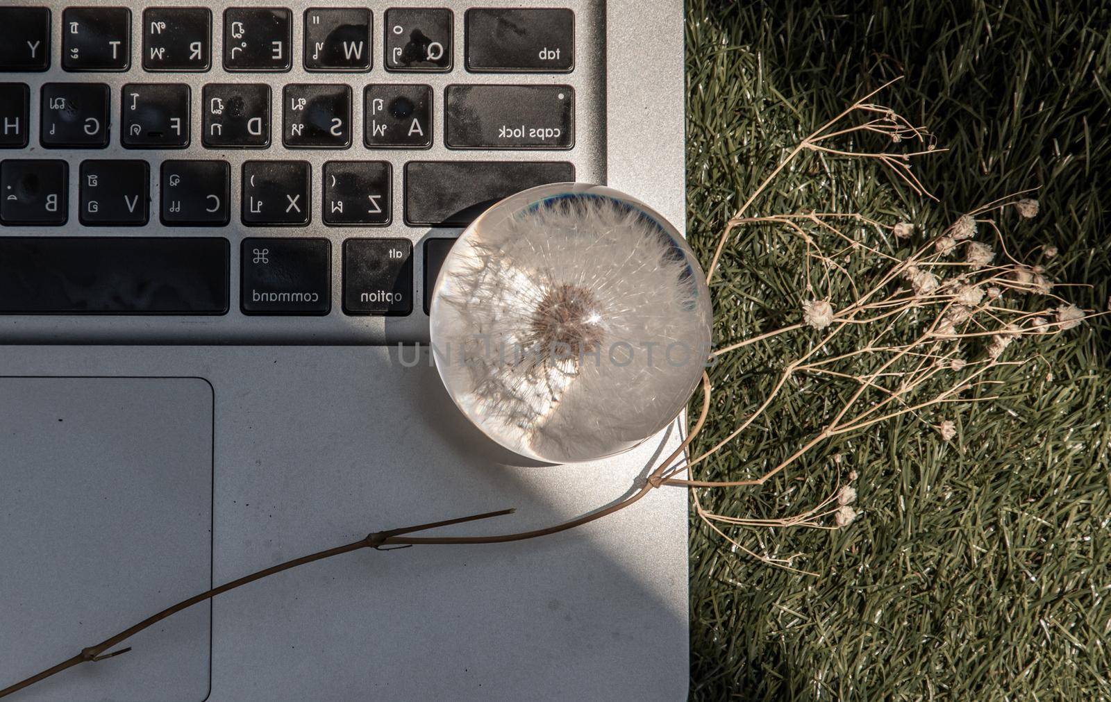 Crepis foetida flower in Glass paperweight on laptop keyboard. Concept for Integration between Technology and Nature. Selective focus.