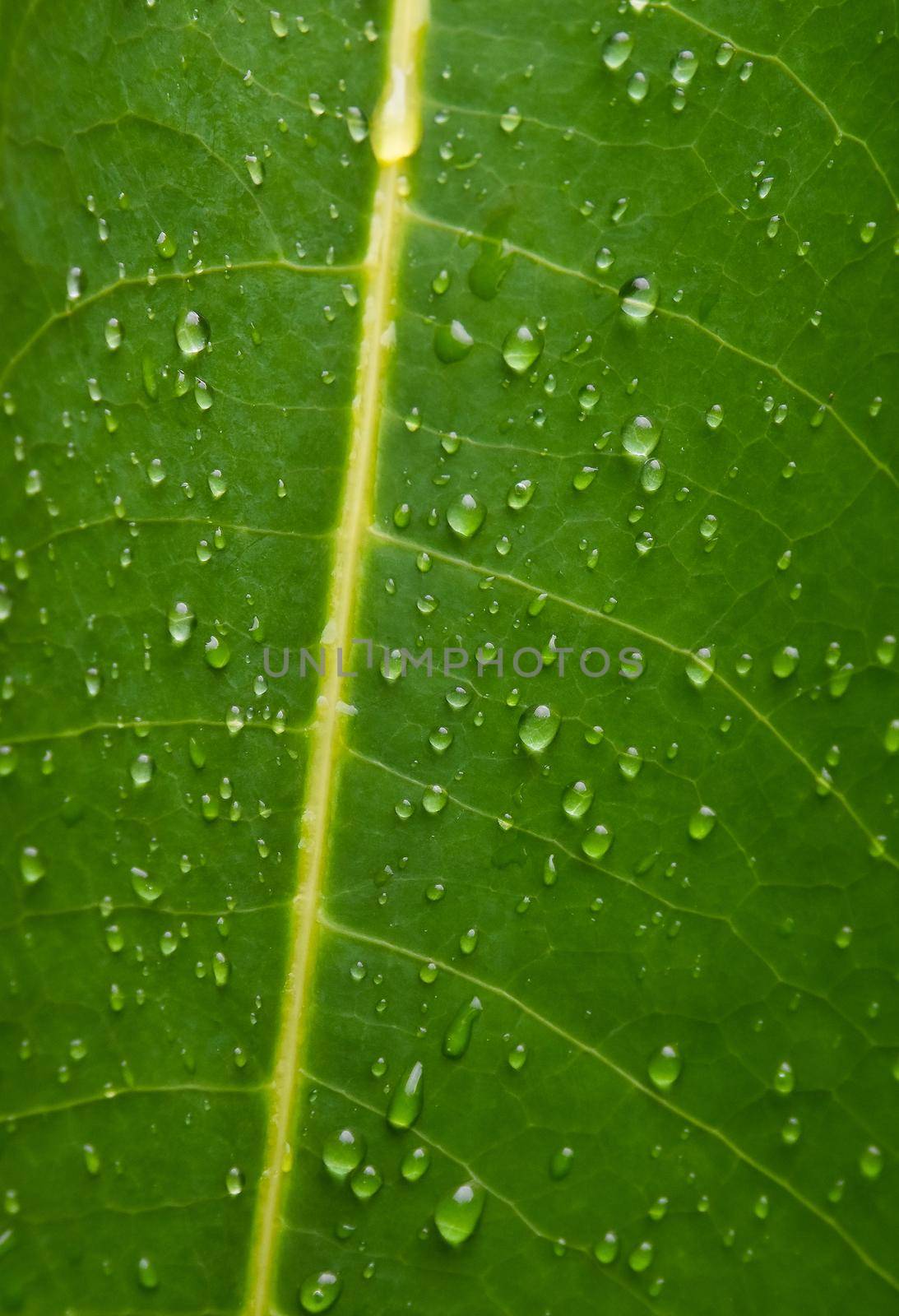 Texture of green leaf veins with water drops by BreakingTheWalls