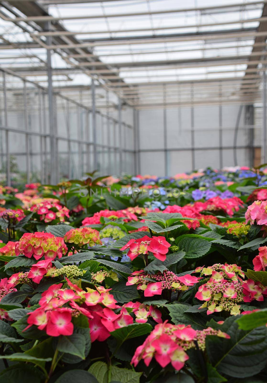 Close up fresh red, purple and pink potted hydrangea or hortensia flowers in greenhouse, high angle view