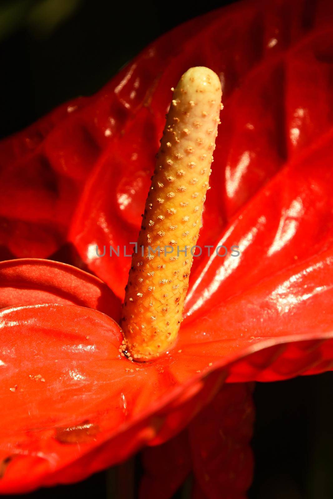Close up one red tropical Anthurium flower with spadix and spathe, epiphyte of Araceae family also known as tailflower or laceleaf