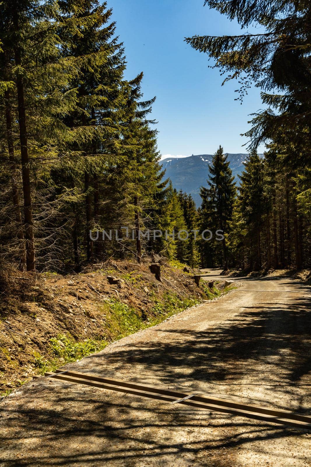 Long mountain trail in Jizera Mountains with high trees around by Wierzchu
