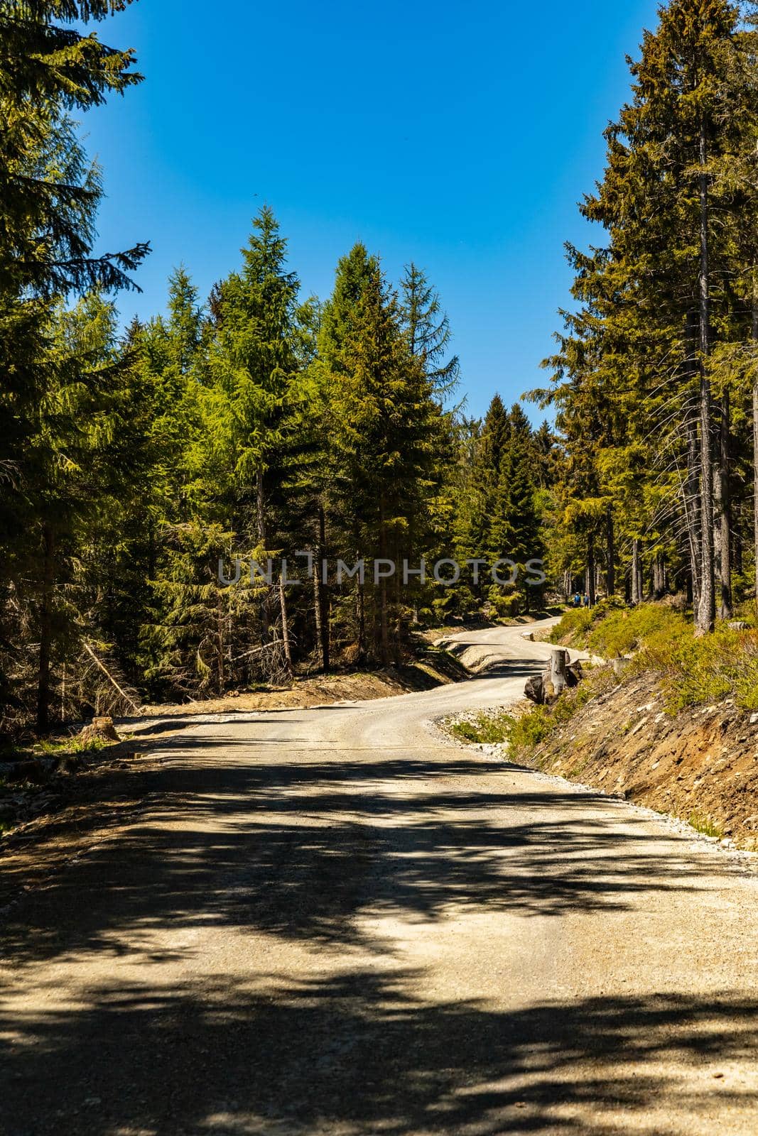 Long mountain trail in Jizera Mountains with high trees around by Wierzchu