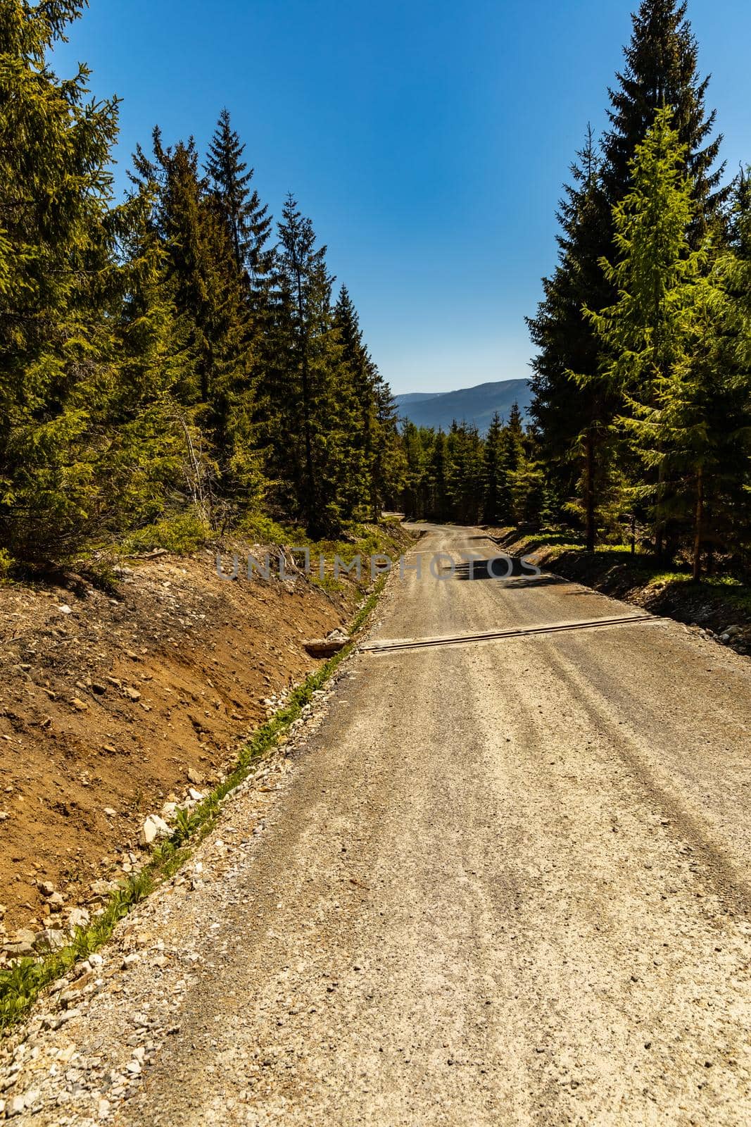 Long mountain trail in Jizera Mountains with high trees around by Wierzchu