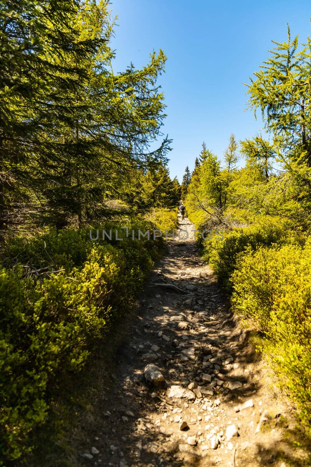 Long mountain trail in Jizera Mountains with high trees around by Wierzchu