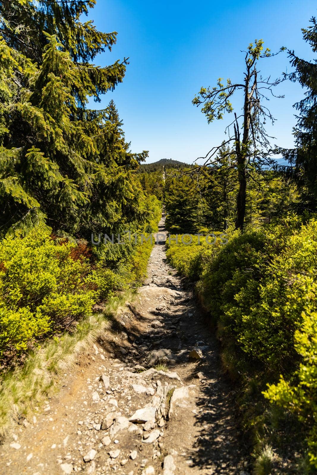 Long mountain trail in Jizera Mountains with high trees around by Wierzchu