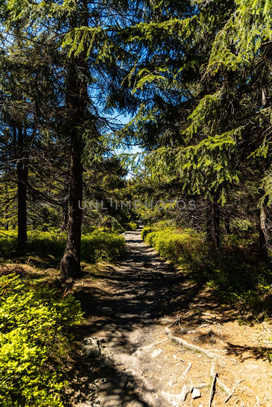 Long mountain trail in Jizera Mountains with high trees around