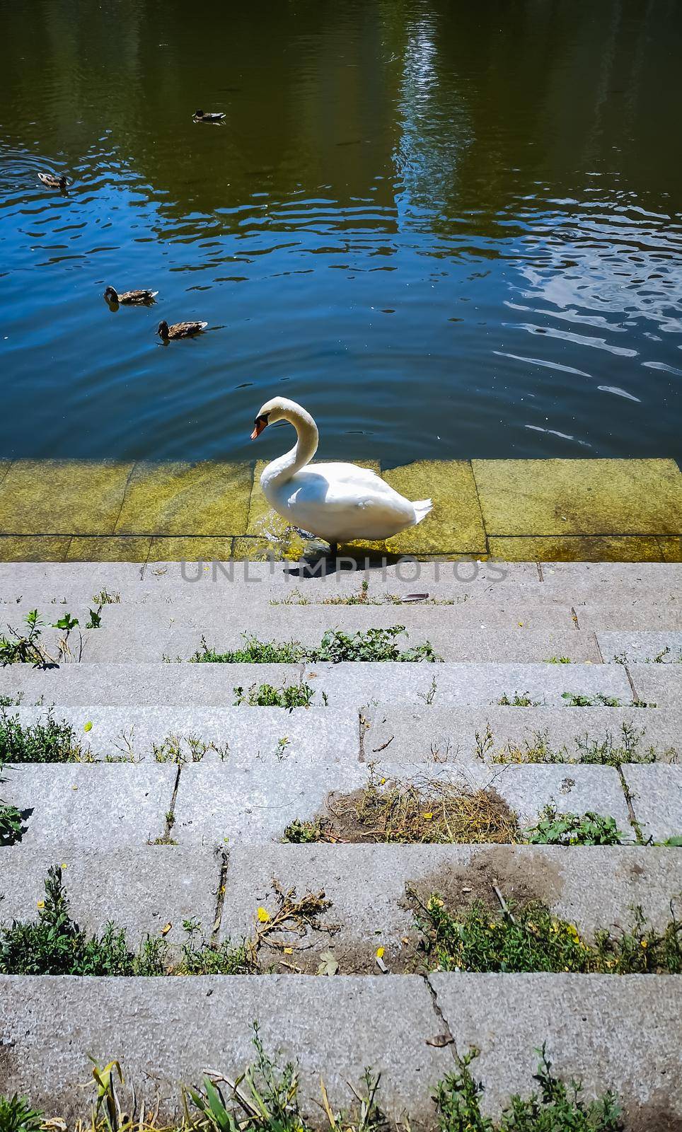 Big old white swan walking on stairs near city moat