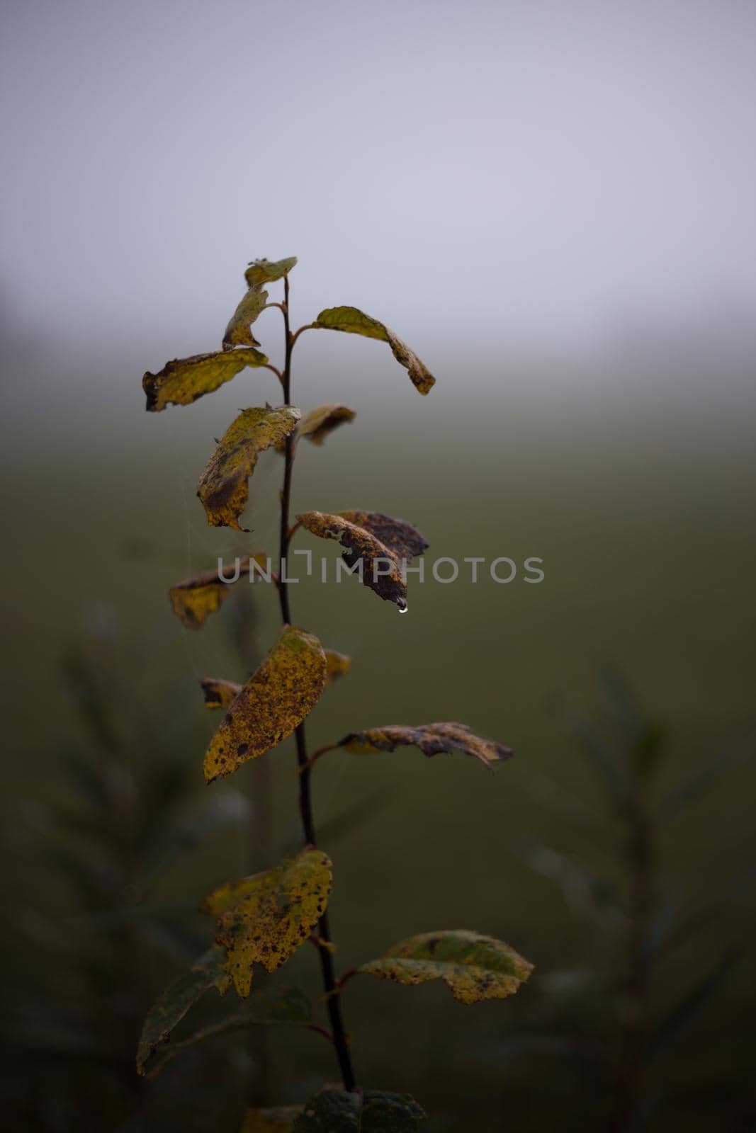 Autumn morning. Dark and sad photo of a branch with leaves and foggy meadow