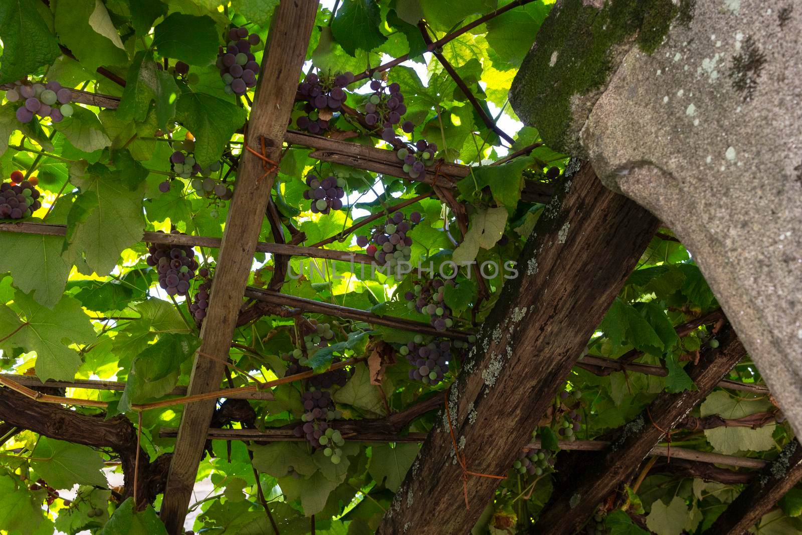 Bunches of grapes on wooden beams, in Galicia Spain