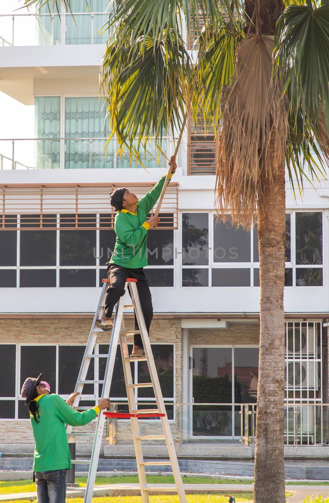 Bangkok, Thailand - Jan 14, 2021 : The gardener climbs Climb the ladder cut the branches at the top. Selective focus.