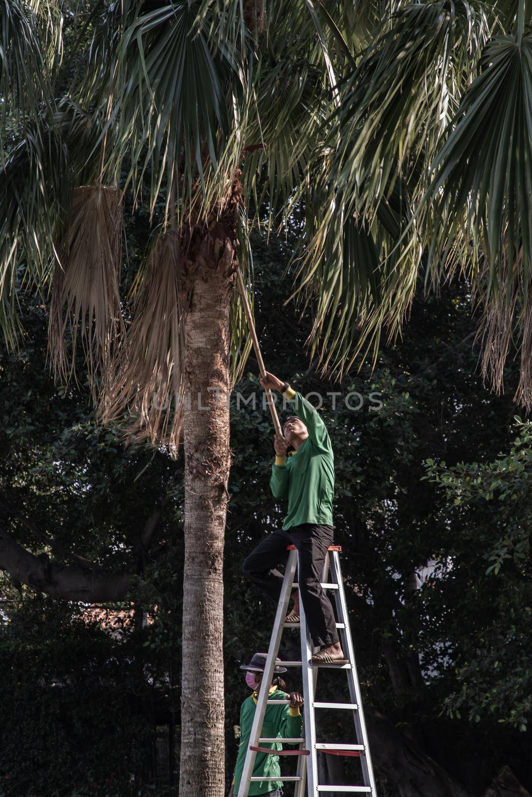 Bangkok, Thailand - Jan 14, 2021 : The gardener climbs Climb the ladder cut the branches at the top. Focus and blur.