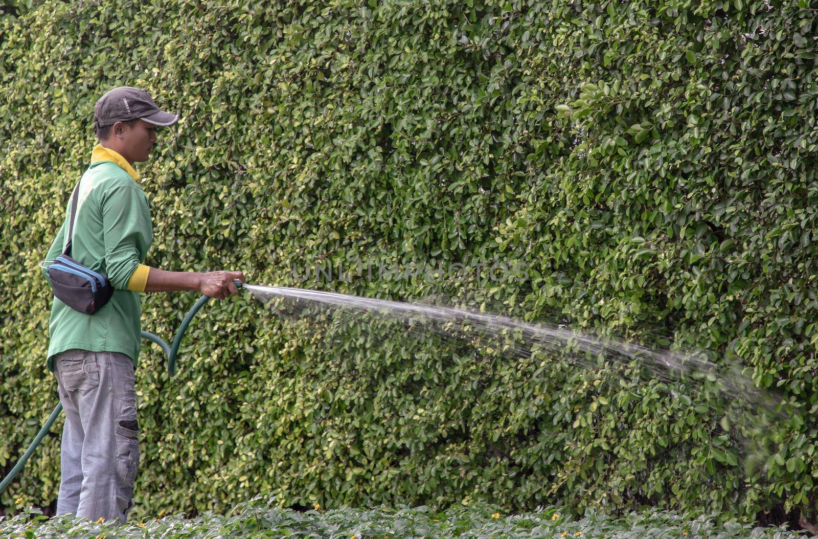 Bangkok, Thailand - Jan 14, 2021 : The gardener was using a rubber hose to water the trees. Injection of water from rubber tube, Copy space, Focus and blur.