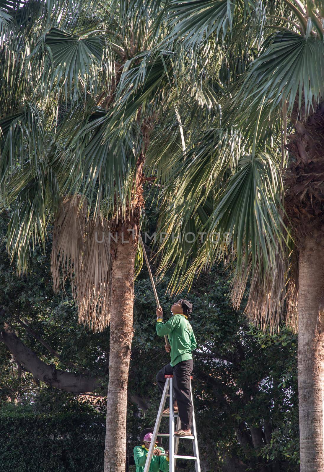 Bangkok, Thailand - Jan 14, 2021 : The gardener climbs Climb the ladder cut the branches at the top. Focus and blur.