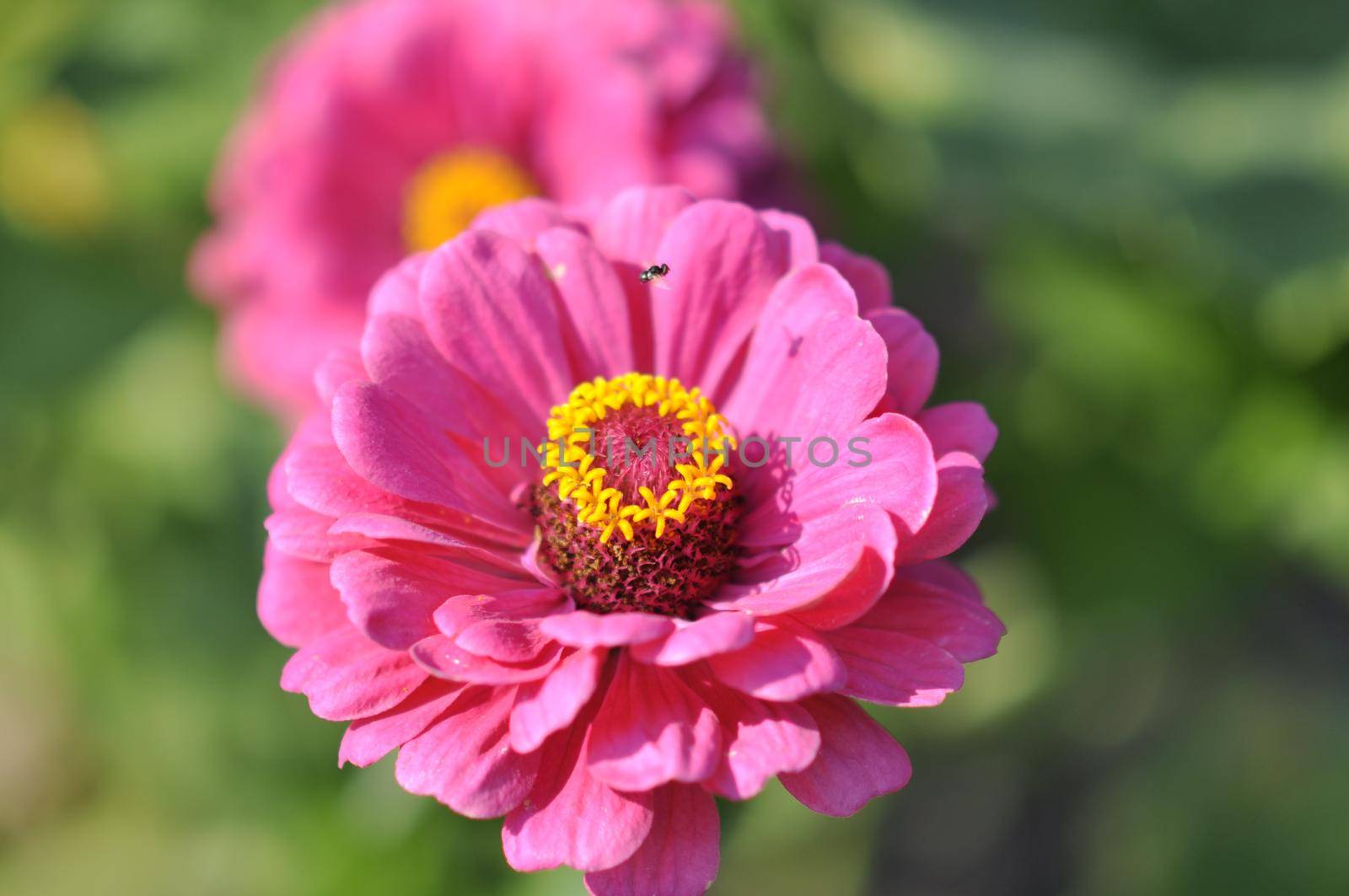 Zinnia flower, pink close-up. Outside in the garden. High quality photo