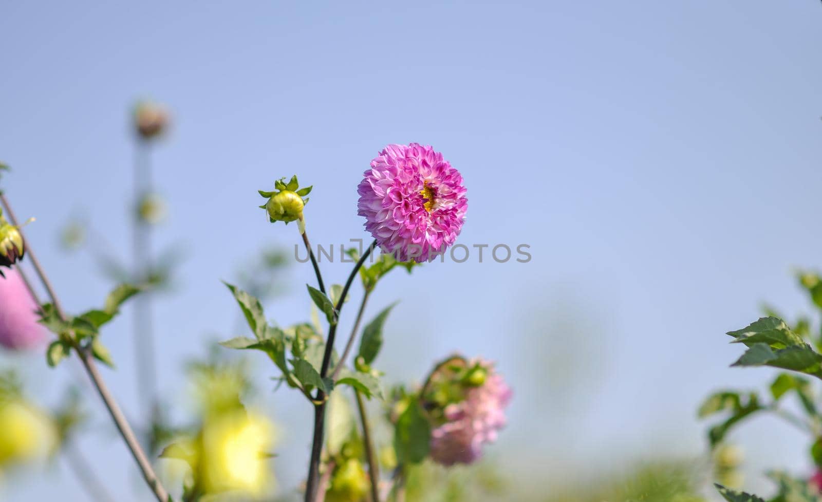 A dahlia flower on a blue sky background. Selective focus.