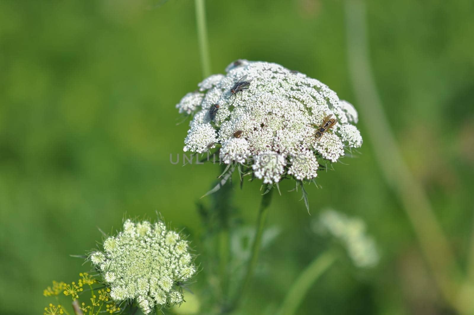 Wild Fennel with white flowers. A wasp and flies sit on a flower.  by ja-aljona