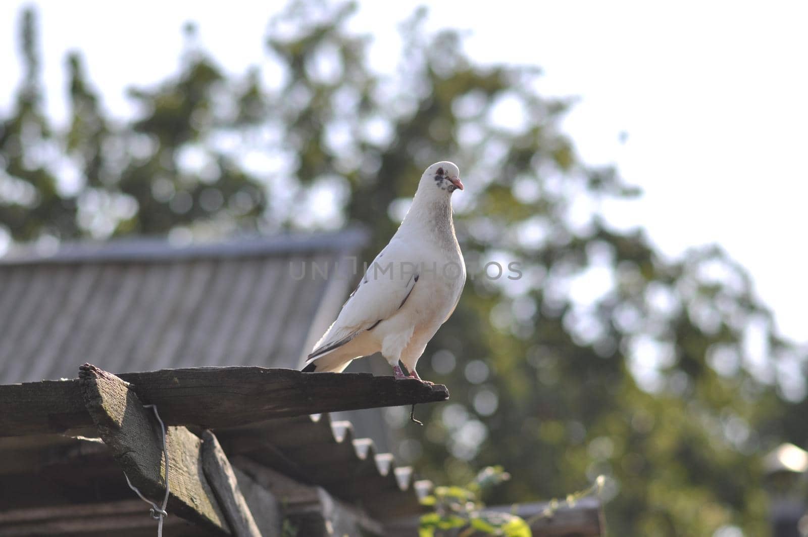 a white pigeon sits on a wooden plank above the ground. High quality photo