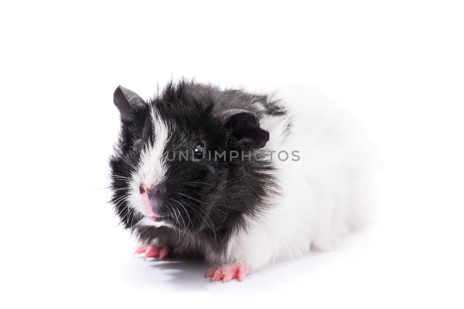 Close up of a cute black and white guinea pig, isolated on white background. Domestic animals, pets, concept.