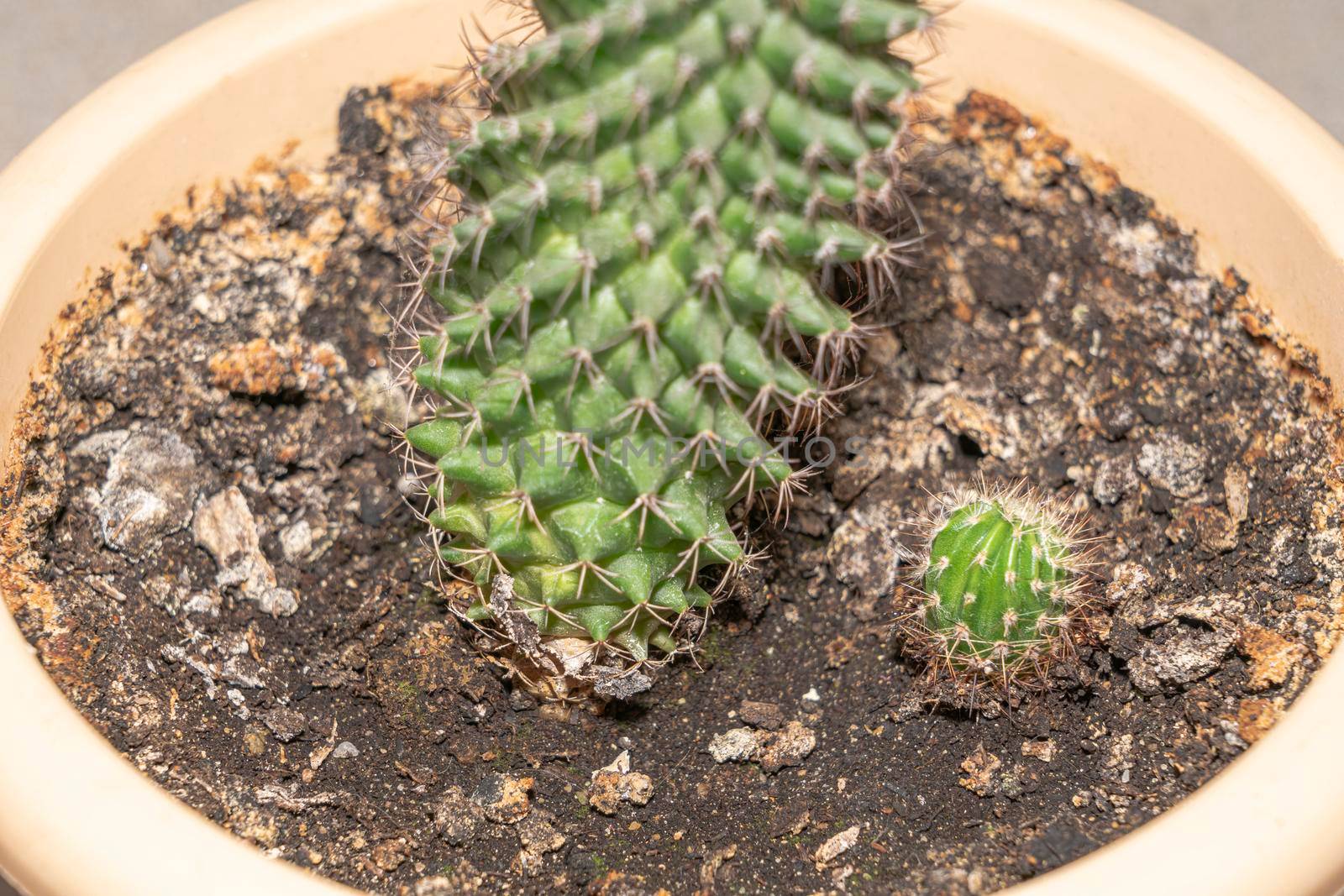 young cactus shoot and adult cactus close-up. High quality photo