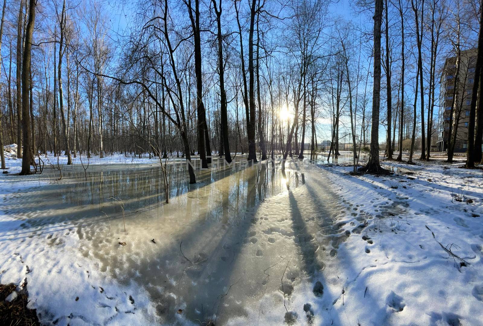 The panoramic image of spring park, black trunks of trees stand in water, sunny weather, long shadows of trees, nobody by vladimirdrozdin