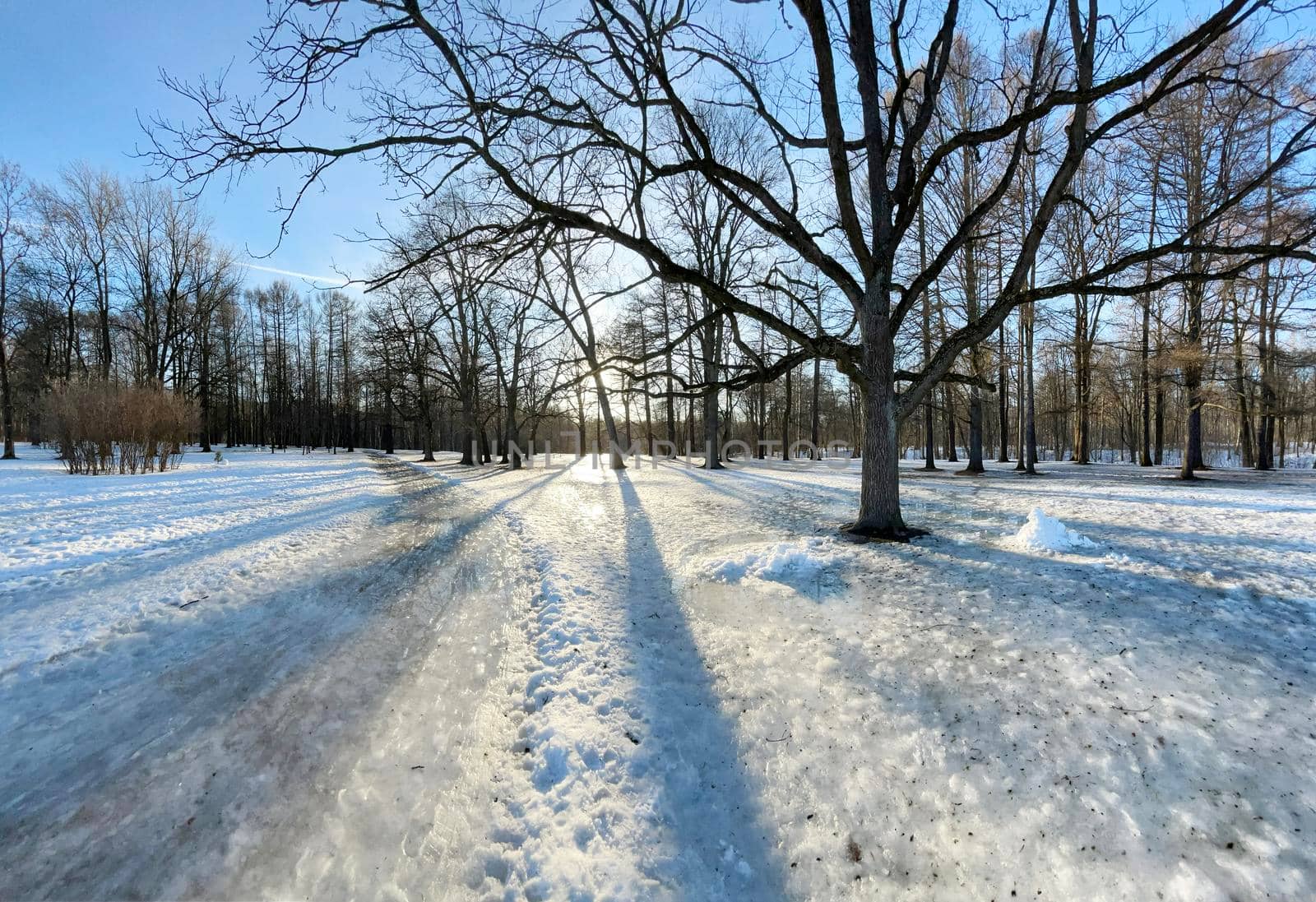 Panoramic image of spring park, shadow of black trunks of trees at sunset by vladimirdrozdin