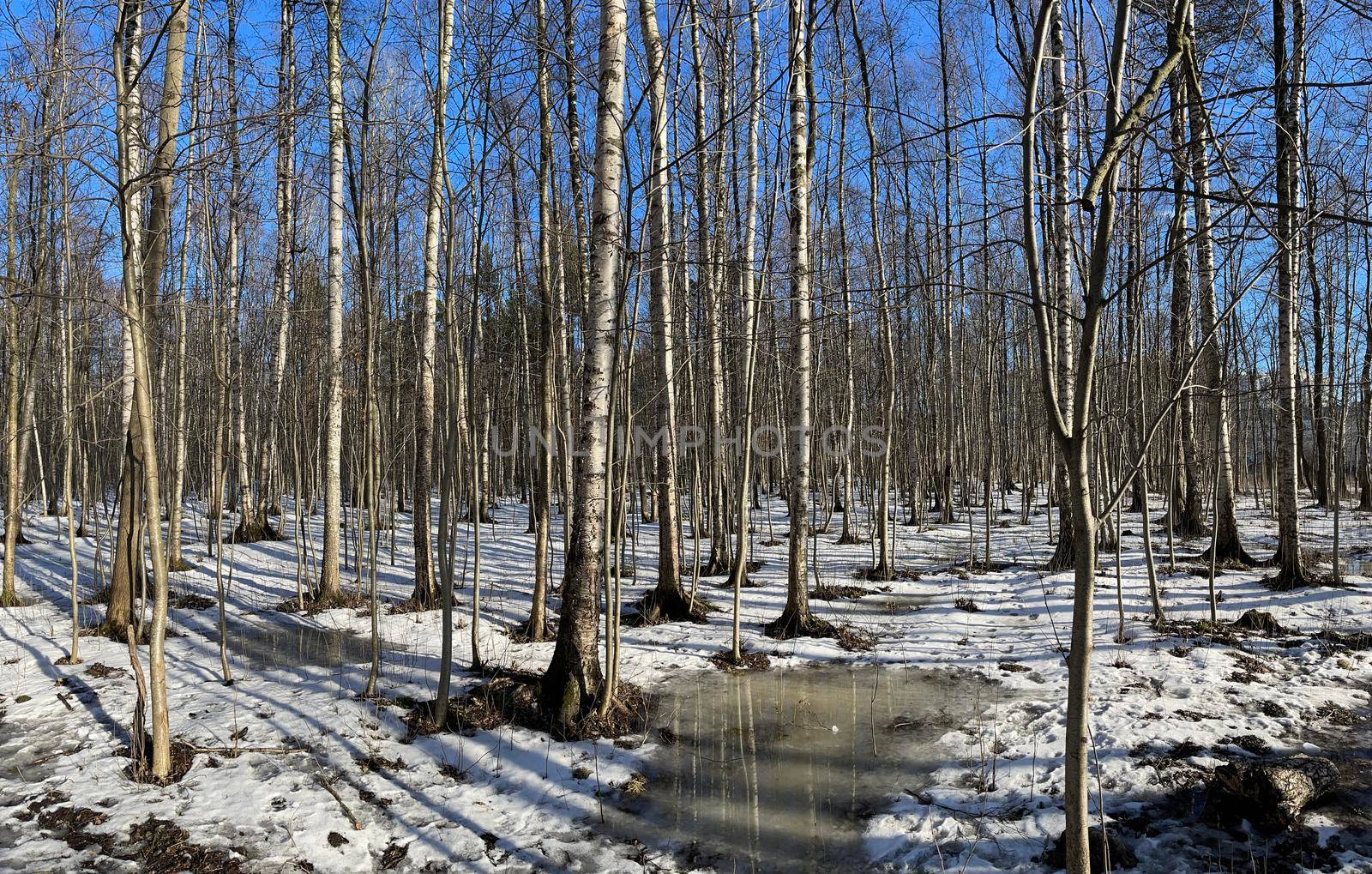 The panoramic image of spring park, black trunks of trees stand in water, sunny weather, long shadows of trees, nobody by vladimirdrozdin