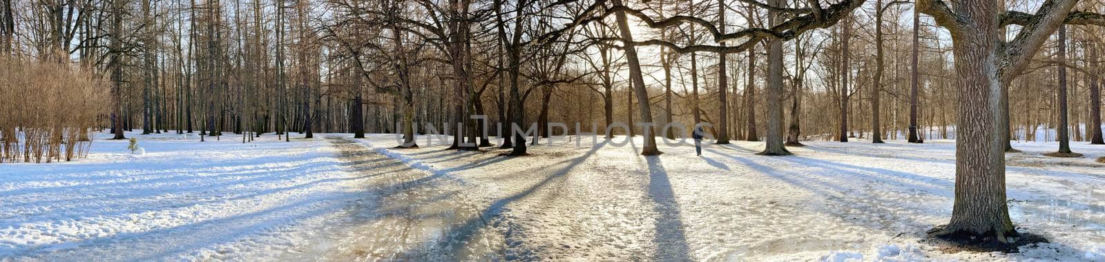 Panoramic image of spring park, shadow of black trunks of trees at sunset. High quality photo
