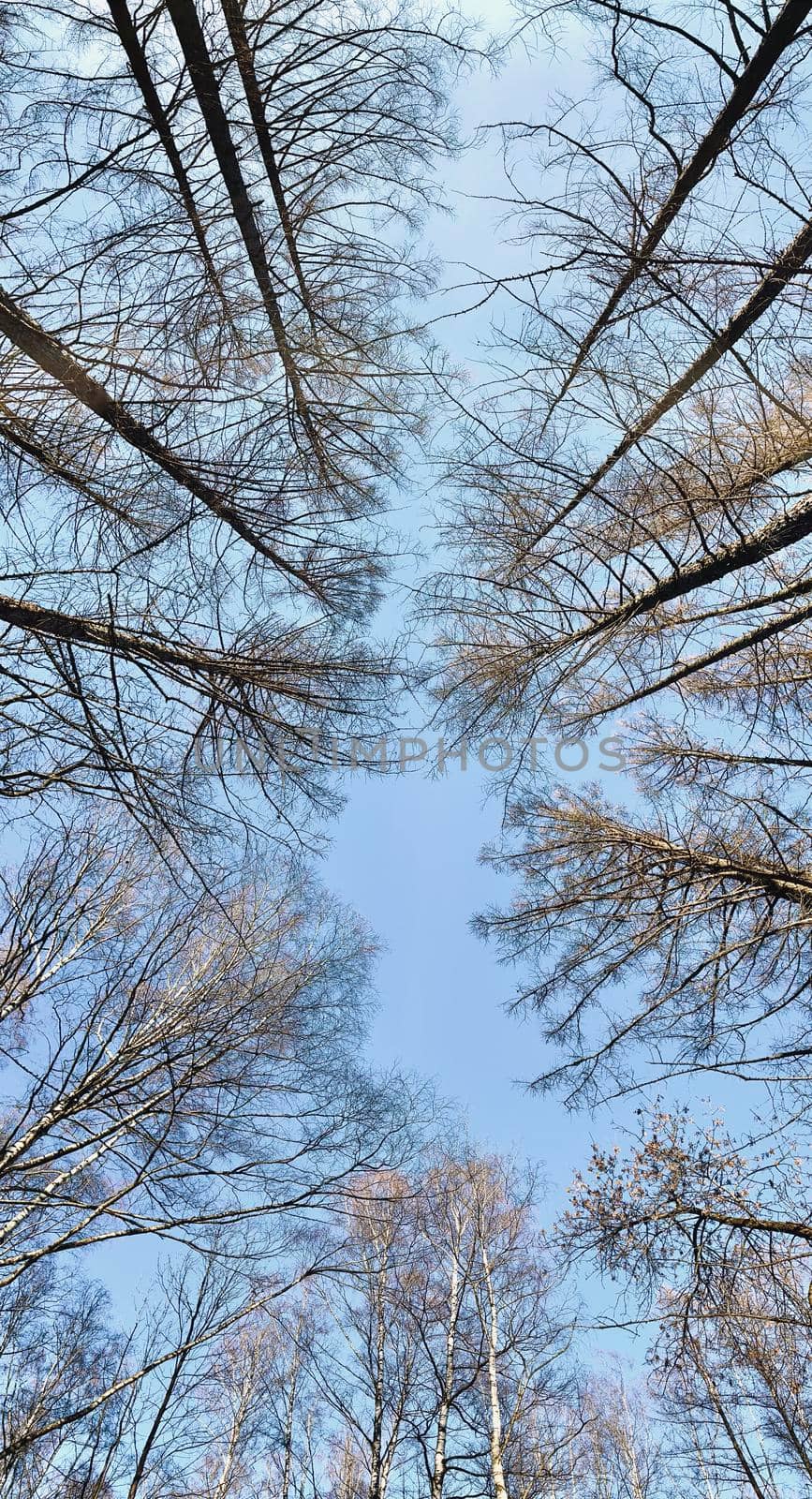 Winter tree tops viewed looking up at sunset. Bottom view trees. Blue sky. Trunks of larches. Forest abstract background. . High quality photo