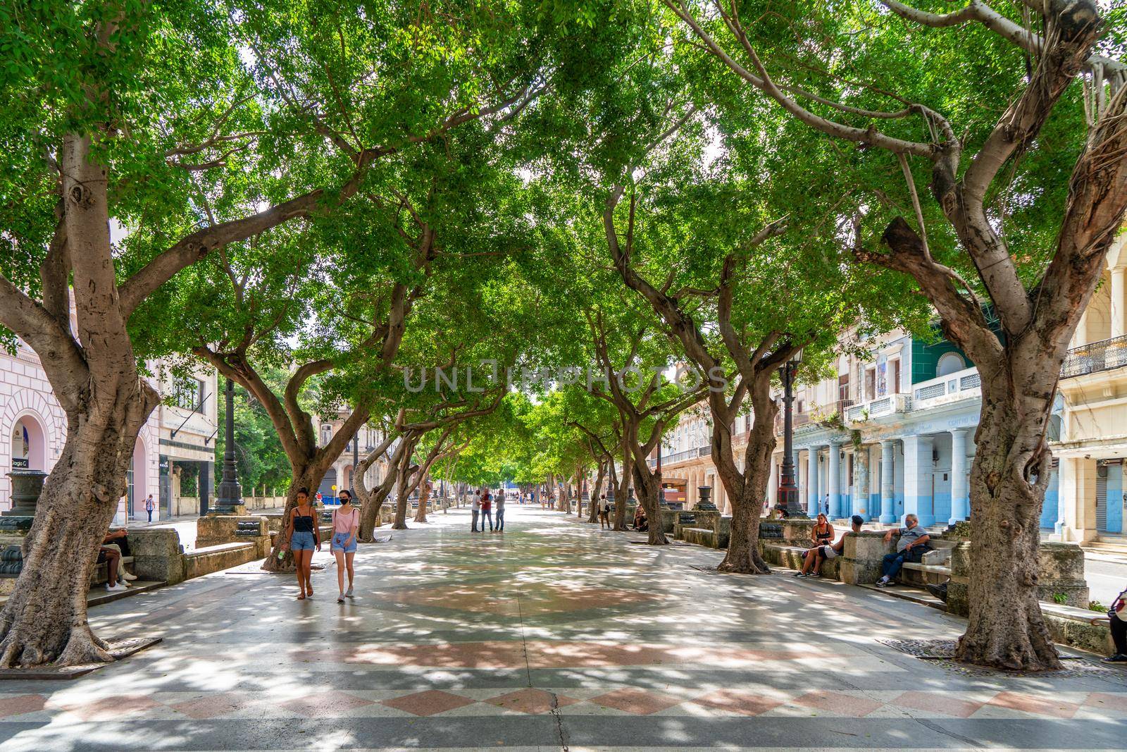 Havana Cuba. November 25, 2020: Paseo del Prado in Havana with trees and benches on its sides, a place very popular with Cubans and tourists
