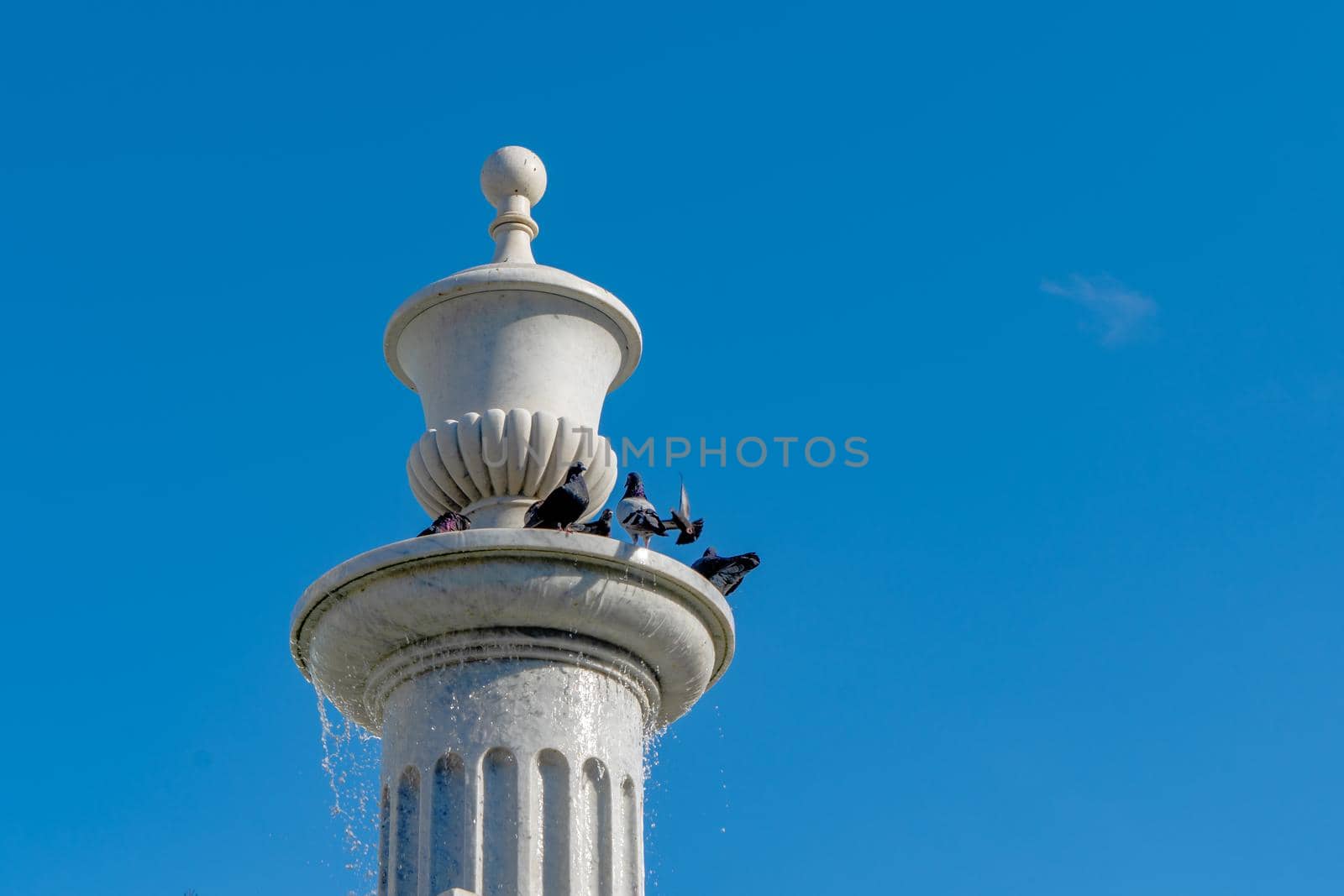 Pigeons in a fountain with water on a sunny day and with blue sky