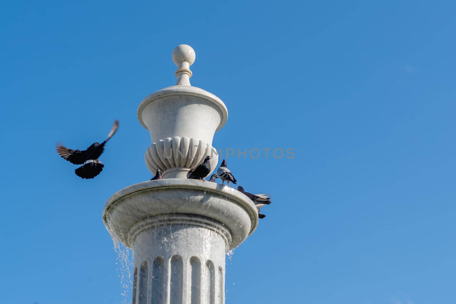 Pigeons in a fountain with water on a sunny day and with blue sky