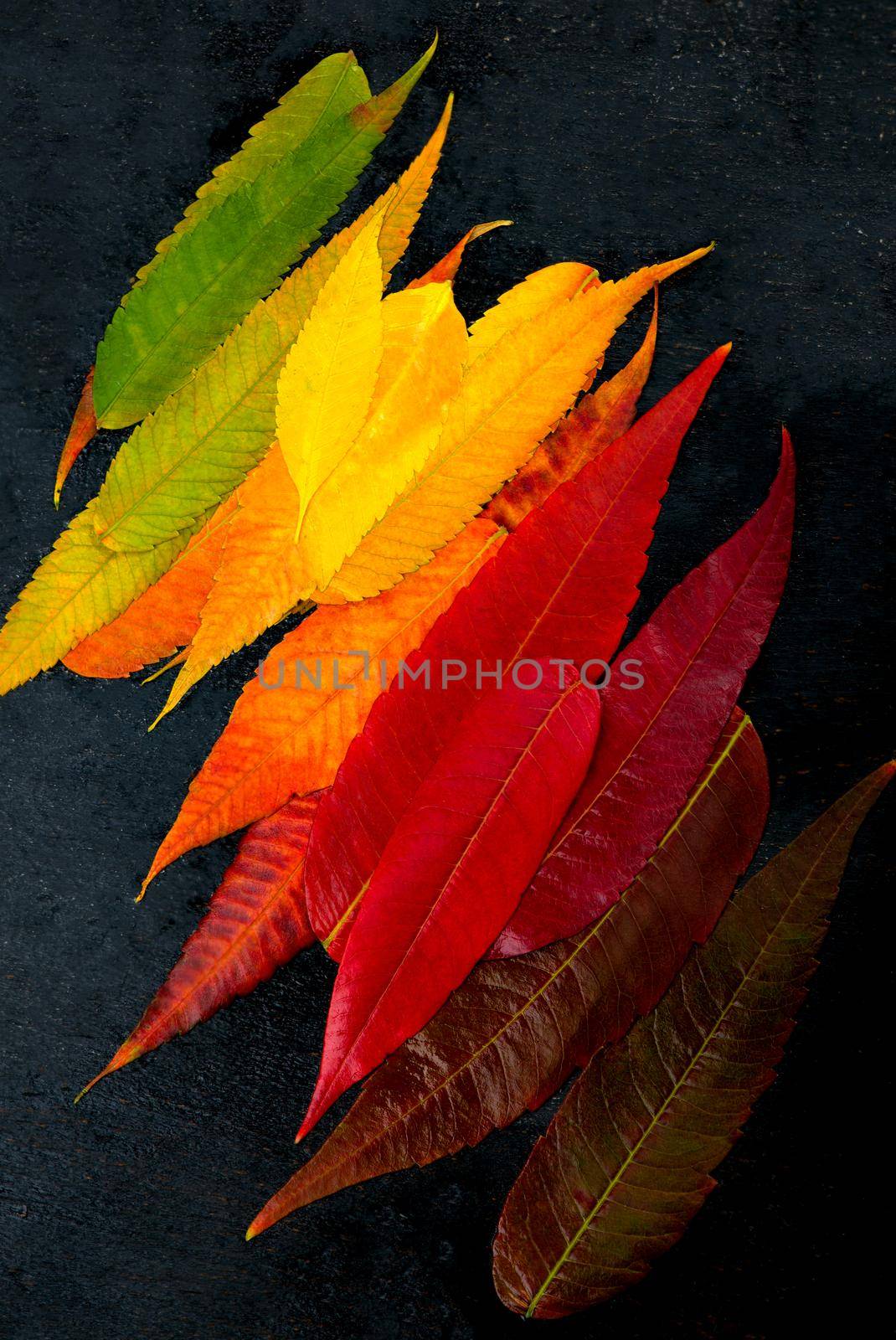 colorful fall leaf background. autumn leaves palette