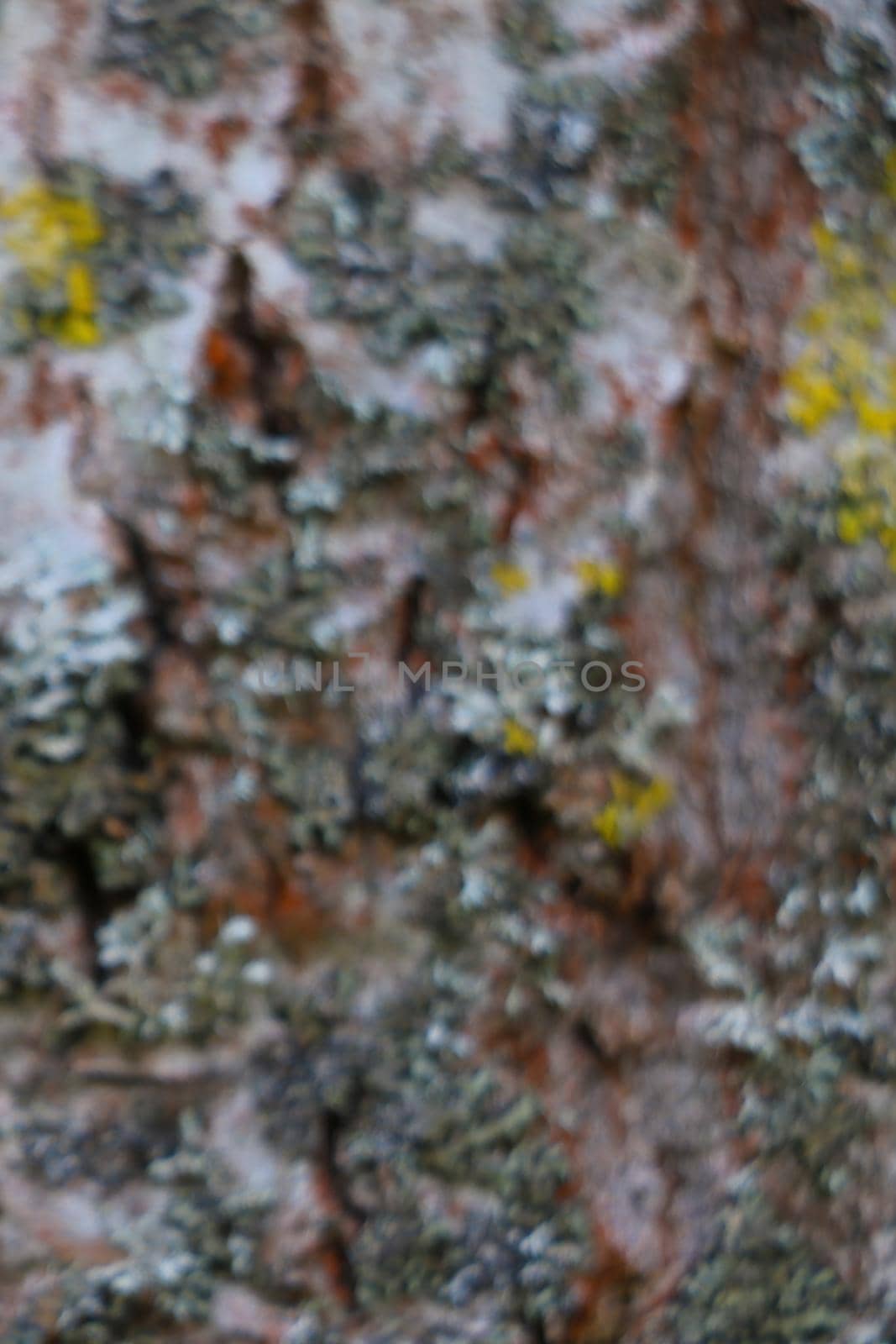 Blurred background. Out of focus. Tree trunk in the forest