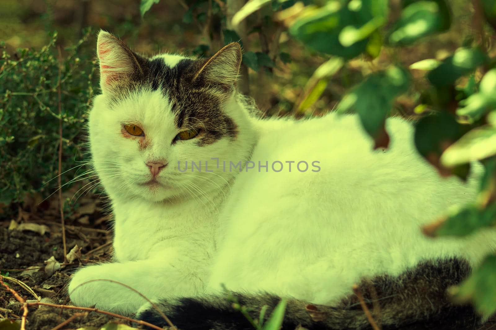 Against the backdrop of rustic vegetation in the summer.