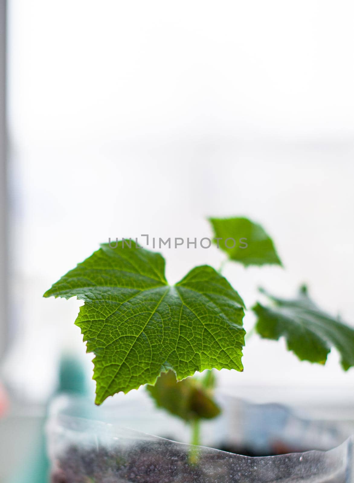 Seedlings of cucumbers and plants in flower pots near the window, a green leaf close-up. Growing food at home for an ecological and healthy lifestyle. Growing seedlings at home in the cold season