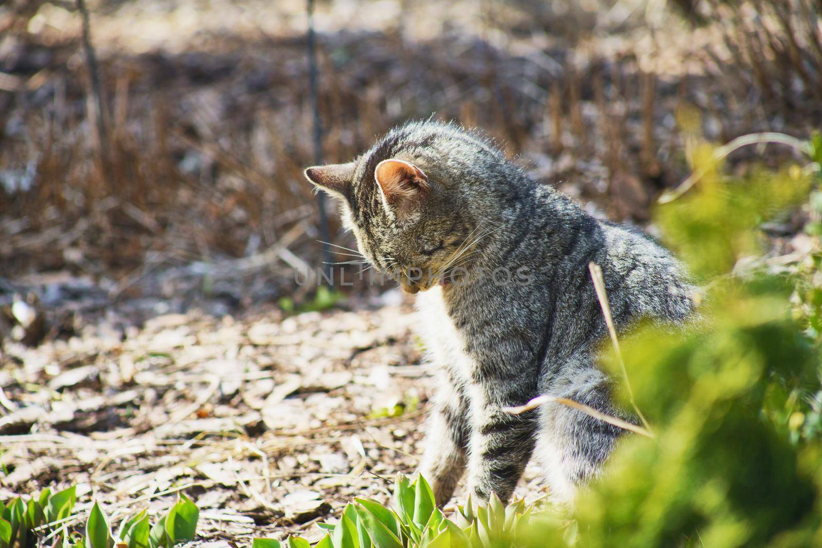 domestic cat exploring the garden