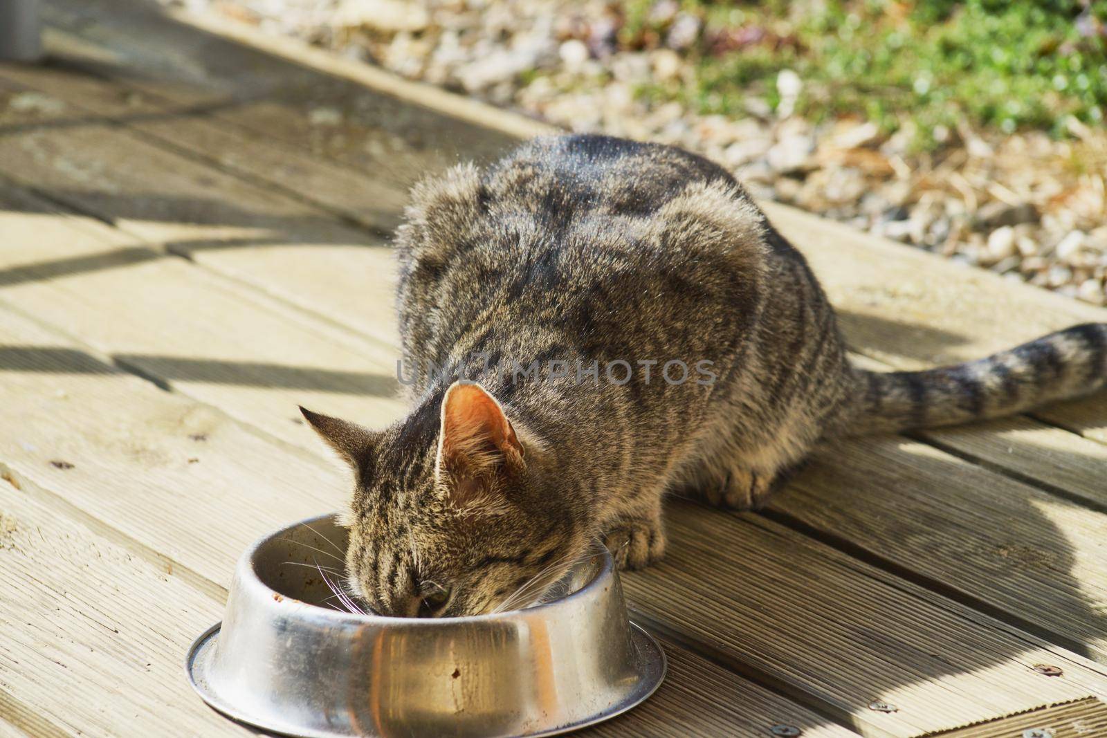 domestic cat eating from a bowl